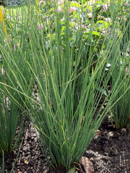 Juncus inflexus 'Blue Arrows'